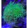 Euphyllia glabrescens neon green & white per Polyp