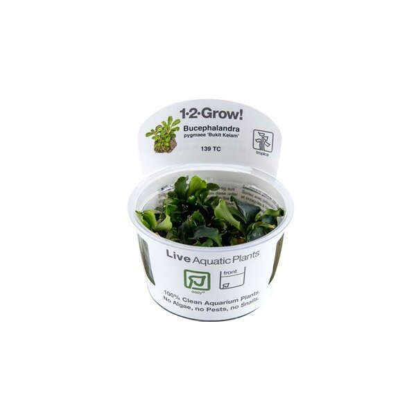 Bucephalandra pygmaea "Bukit Kelam" 1-2 Grow