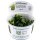 Bucephalandra pygmaea "Bukit Kelam" 1-2 Grow