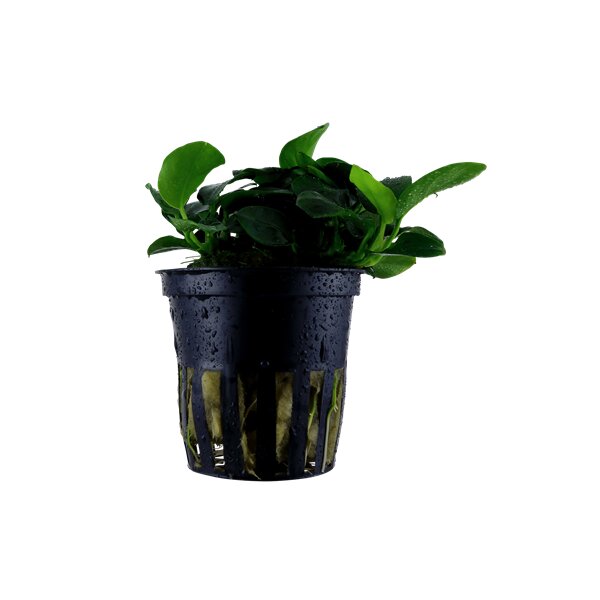 Anubias barteri Petite