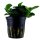 Anubias barteri Petite