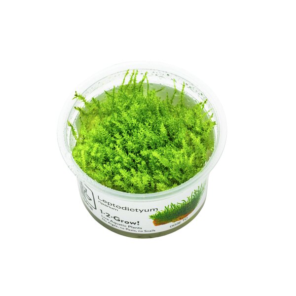 Leptodictyum riparium (Ufermoos) 1-2-Grow