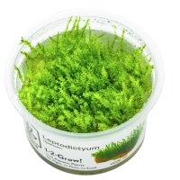 Leptodictyum riparium (Ufermoos) 1-2-Grow