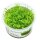 Leptodictyum riparium (Ufermoos) 1-2-Grow