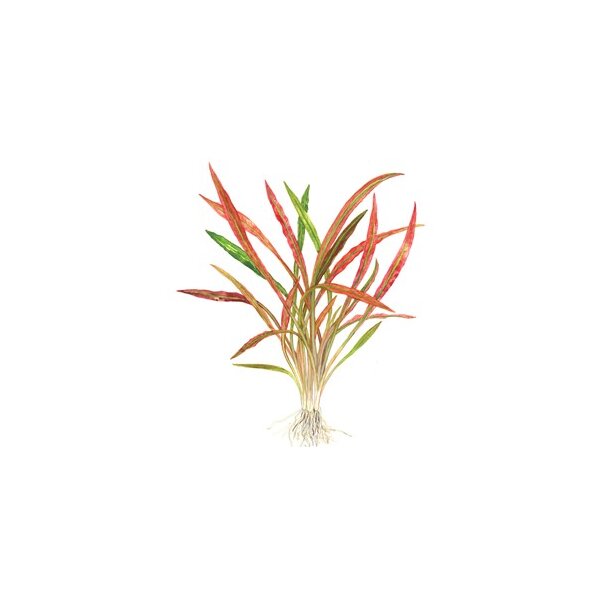 Cryptocoryne spiralis Red