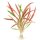 Cryptocoryne spiralis Red