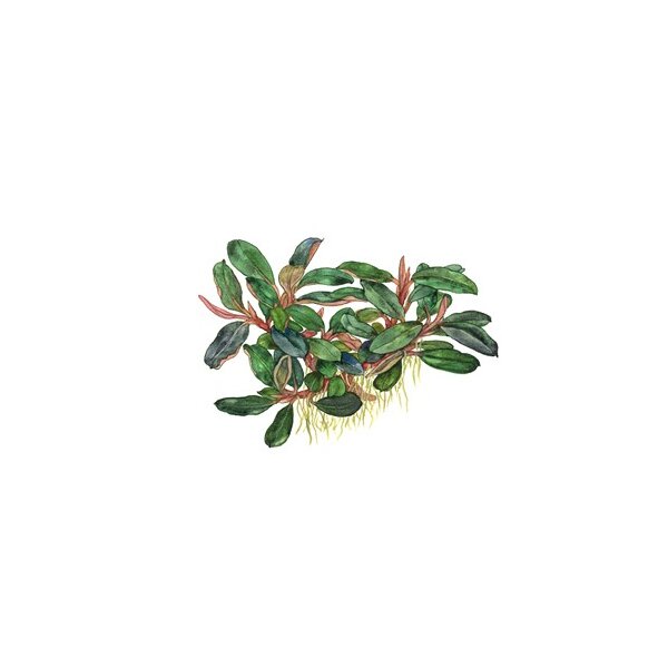 Bucephalandra sordidula Blue
