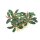 Bucephalandra sordidula Blue