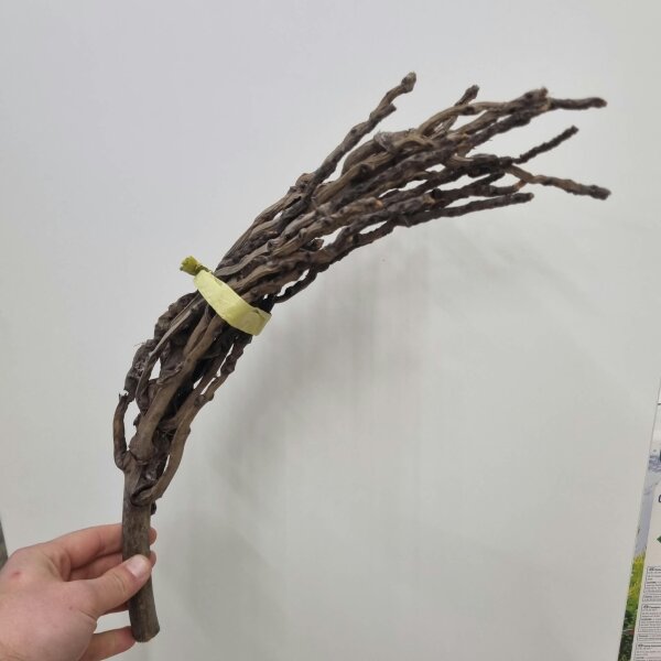 Kokos-Rispen ca 40cm