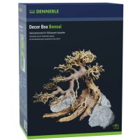 Decor Box Bonsai