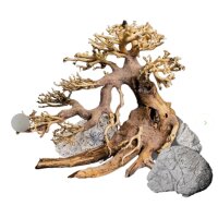 Decor Box Bonsai