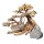 Decor Box Bonsai