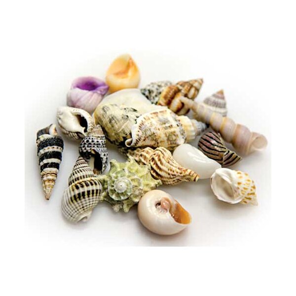 Hobby Sea Shells Set S 20 St., SB