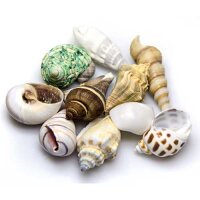 Hobby Sea Shells Set L 5 St., SB