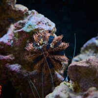 Mespilia globulus Red / Kugelseeigel