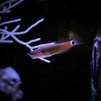 Ecsenius stigmatura / Schleimfisch (Indianer)