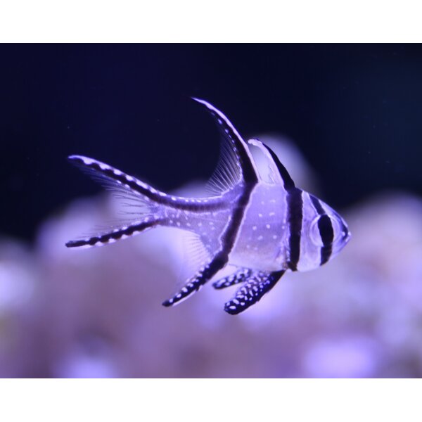 Pterapogon kauderni Pair NZ / Kardinalbarsch Paar