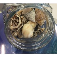 Hobby Sea Shells L einzeln aus Glas