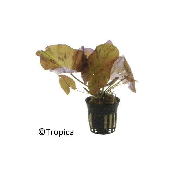 Nymphaea lotus (Topf)