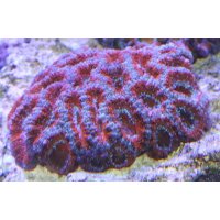 Acanthastrea bright orange and blue,mint/ Großpolypige Steinkoralle