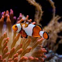 Amphiprion ocellaris snowflake Pair