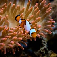 Amphiprion ocellaris snowflake Pair