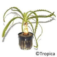 Crinum calamistratum (Topf)