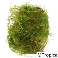 Taxiphyllum barbieri Boger Moos (Portion)